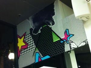 bear3spla