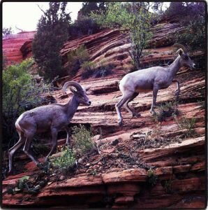 bighornsheepzionutah