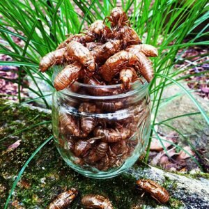 cicadacrunchwebsite