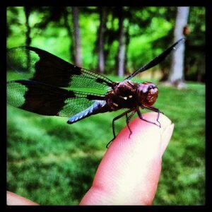 sitedragonfly